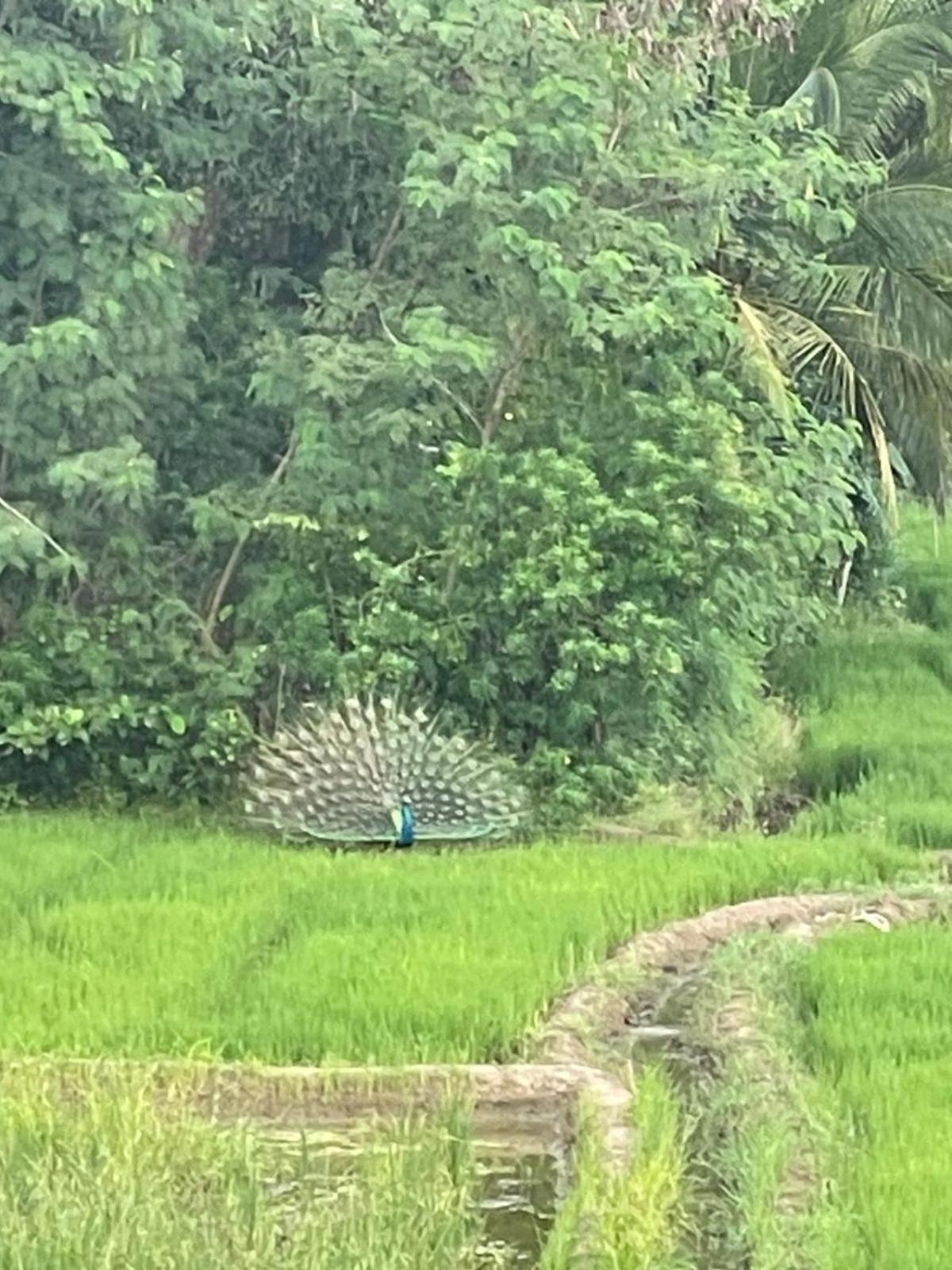 Lake Side View Cabana 蒂瑟默哈拉默 外观 照片